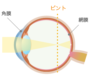 正常な水晶体